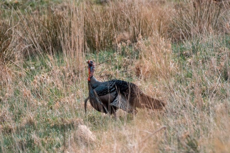 Gobbler In A West Virginia Pasture