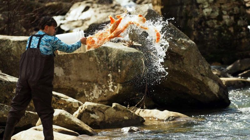Golden trout stocking in West Virginia Golden Trout Stocking In West Virginia