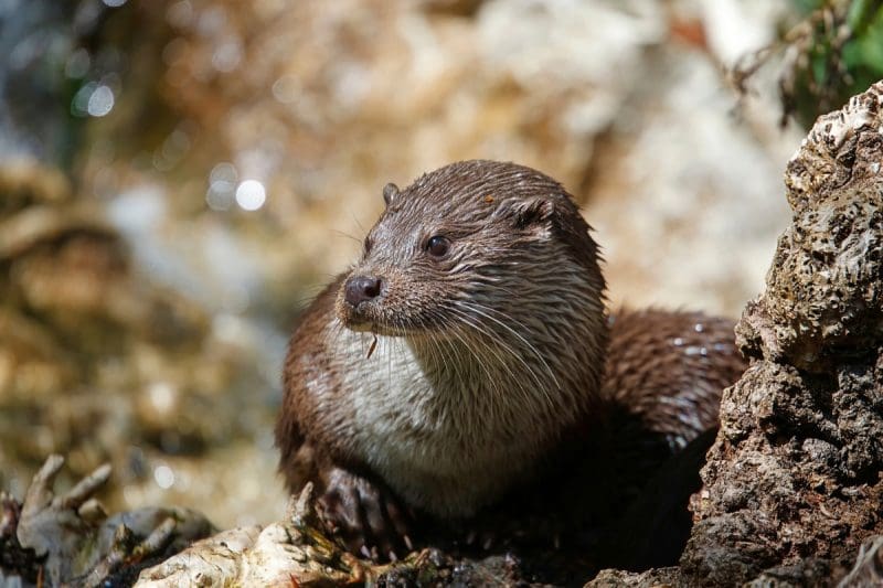 River Otter In West Virginia