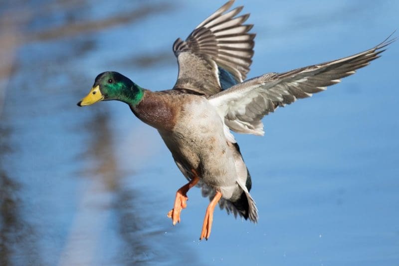 A mallard is photographer in flight in West Virginia.