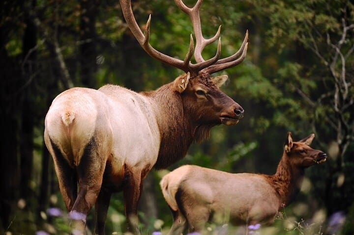 Elk In West Virginia