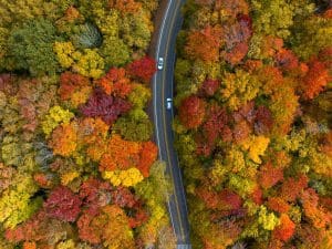 Autumn Leaves In The Canaan Valley in West Virginia