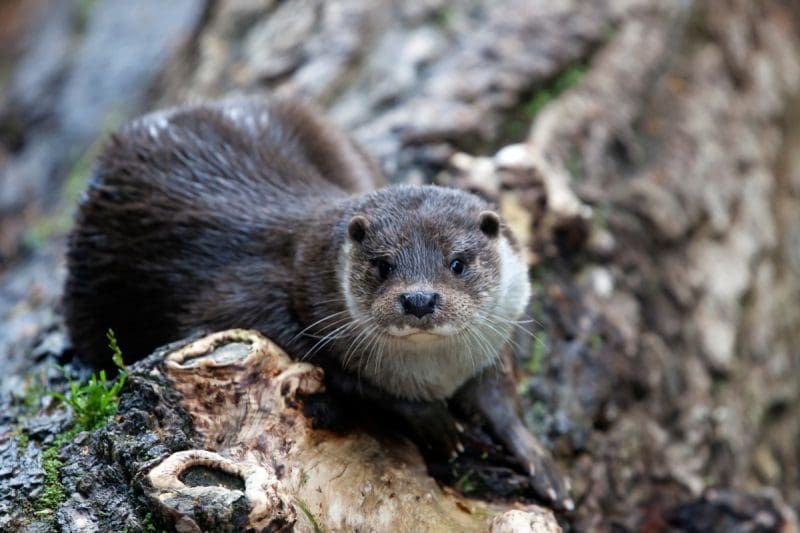 Otter In West Virginia