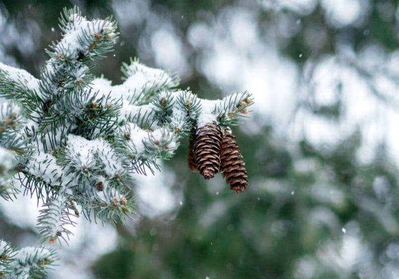 Norway Spruce In Winter By Aaron Burden