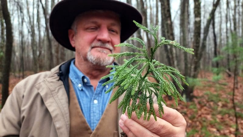David Sibray Holds Sprig Of Ground Pine in West Virginia