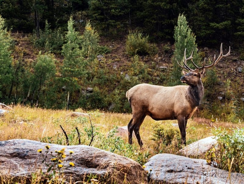 Elk In Tomblin Wildlife Management Area in West Virginia