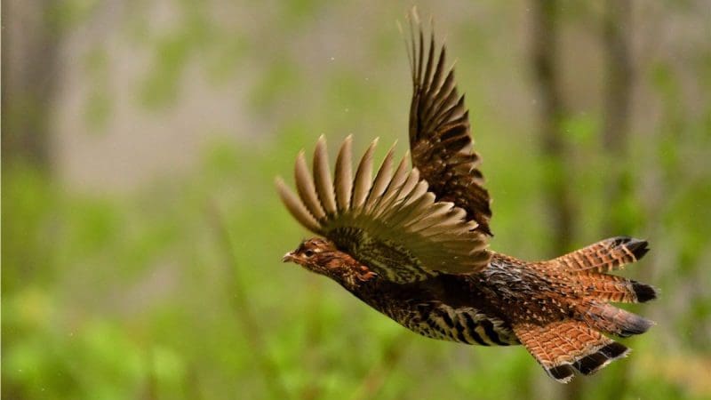 Ruffed Grouse In West Virginia