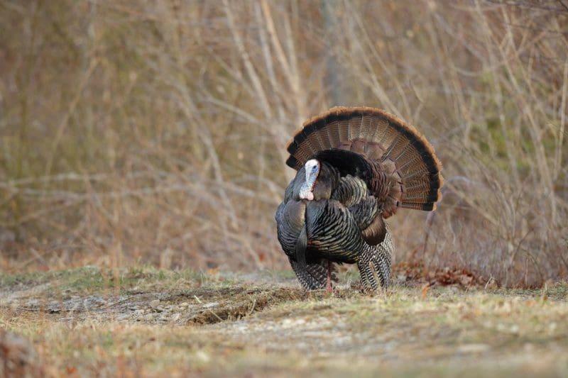 A Wild Turkey In West Virginia