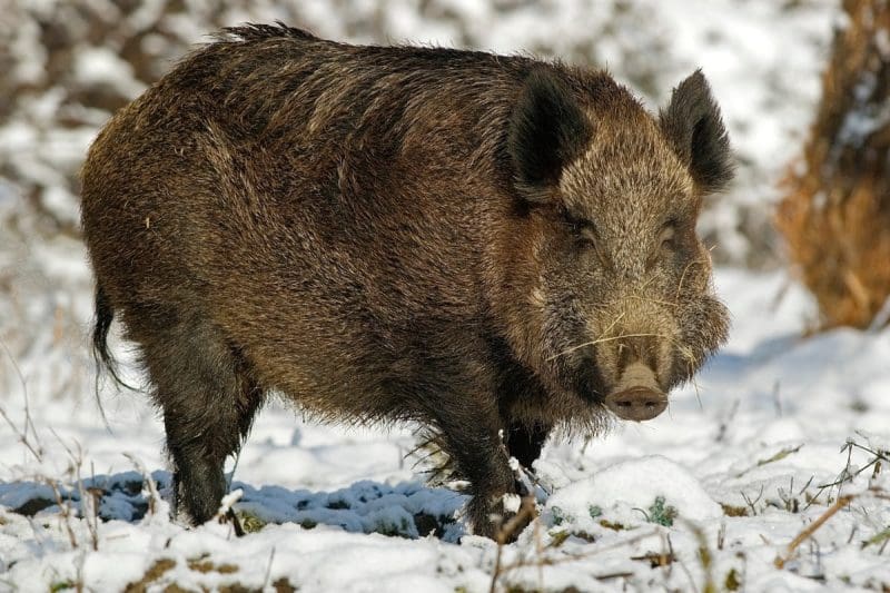 Boar In West Virginia