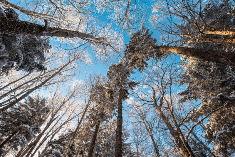 Canaan Valley By Tyler Evert