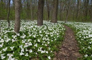 A colony of trillium flowers along a woodland path in West Virginia. A Jack-in-the-pulpit flowers in the West Virginia forest.