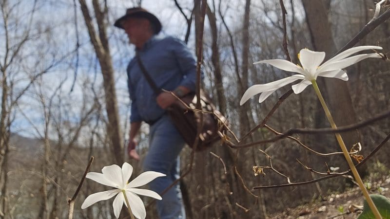 Wildflower event April 12 explores history of St. Albans, West Virginia