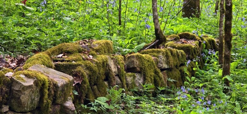 A bed of Virginia bluebell surrounds an old rock wall near wher e Big Branch Trail leaves the branch.