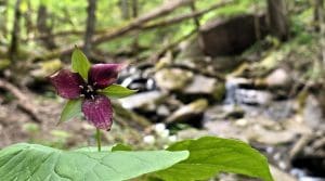 Red trillium blossom in profusion along the Big Branch Trail in West Virginia.
