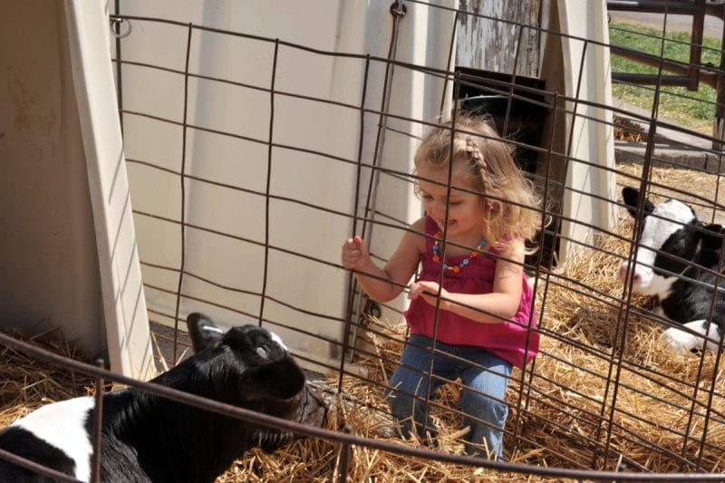 Agritourism visitor at WVU farm Agritourism creates additional revenue through direct sales between farms and consumers.