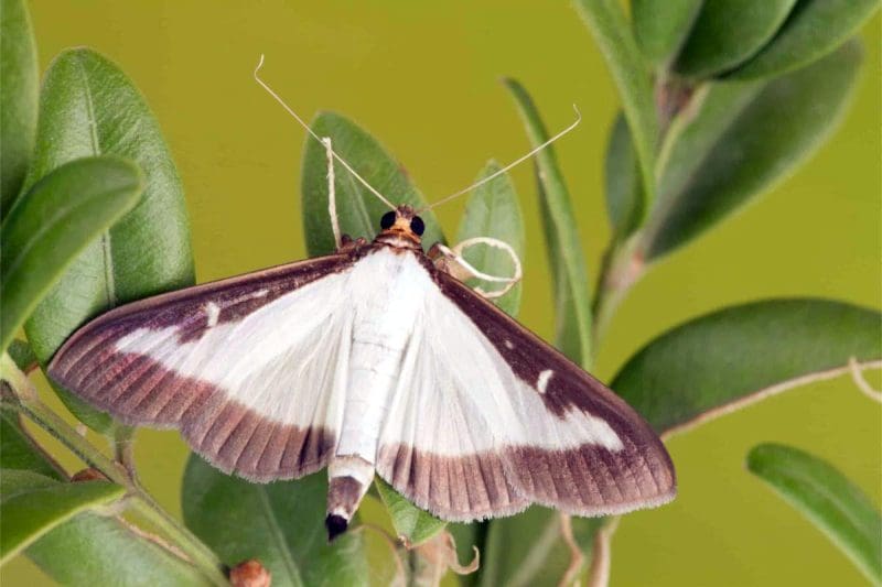 Box Tree Moth in West Virginia
