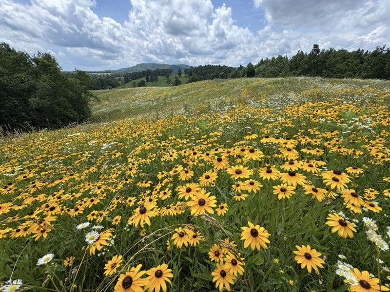 Black Eyed Susan blossoms in a field at Egeria on Flat Top Mountain.