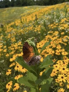 A butterfly alights on a milkweed in a field of Black Eyed Susan.