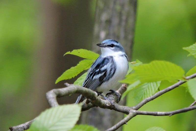 A cerulean warbler is a denizen of West Virginia's oldest forests and a favorite species for birdwatchers.