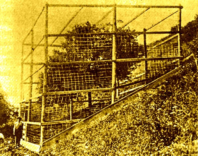 Golden Delicious Apple Tree Grimes Golden and Golden Delicious apple trees were discovered in West Virginia.