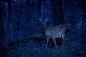 Nighttime deer surveys in West Virginia