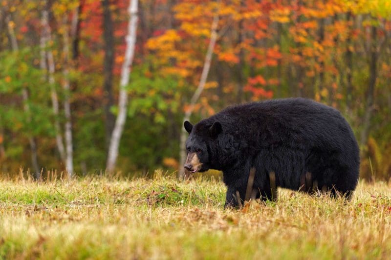 Early Bear Firearms Season in West Virginia