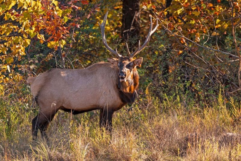 Guided tours offer unique opportunities to learn about West Virginia’s growing elk herd.