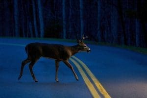 NIghttime deer surveys in West Virginia