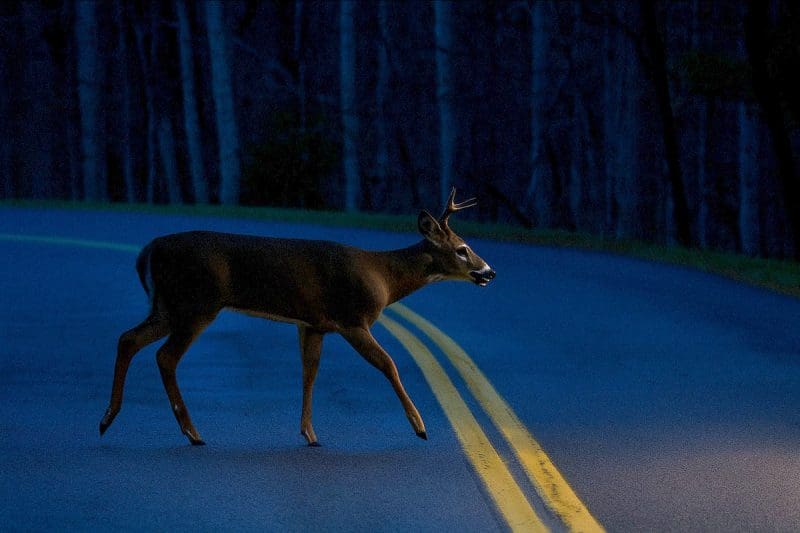 NIghttime deer surveys in West Virginia