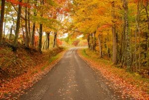 Broomstraw Ridge Road wanders through a tunnel of fall foliage.