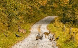 Deer and turkey gather along a road near Indian Mills in southern Summers County, West Virginia.