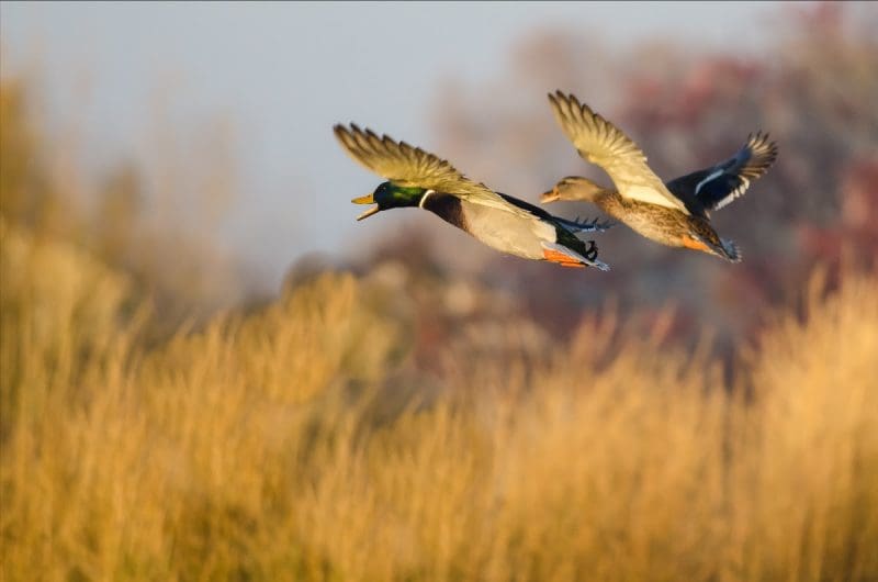 Several migratory bird hunting seasons will open in West Virginia in October, a rite of autumn for many hunters.