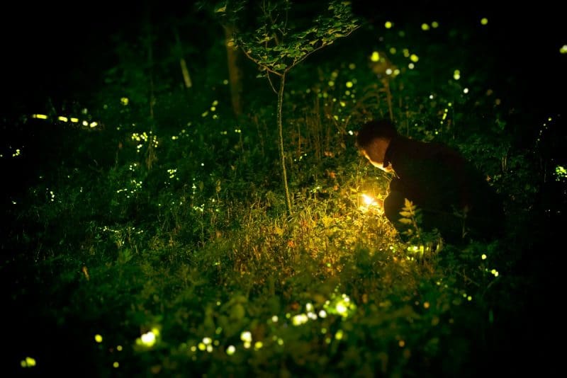 Because fireflies communicate through light signals, Heitzman cautioned that flashlights, car headlights, and phone screens can interfere with their mating patterns.