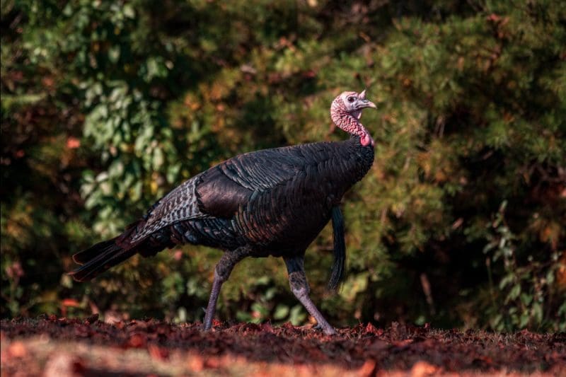 Brett McMillion, director of the W.Va. DNR, says he hopes more wild turkeys appear on dining room tables throughout West Virginia this Thanksgiving. (Photo: W.Va. Dept. of Commerce)