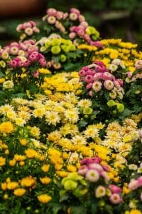 keep fall mums blooming longer
