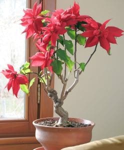 An older poinsettia grows in bonsai fashion with a thick, woody trunk.