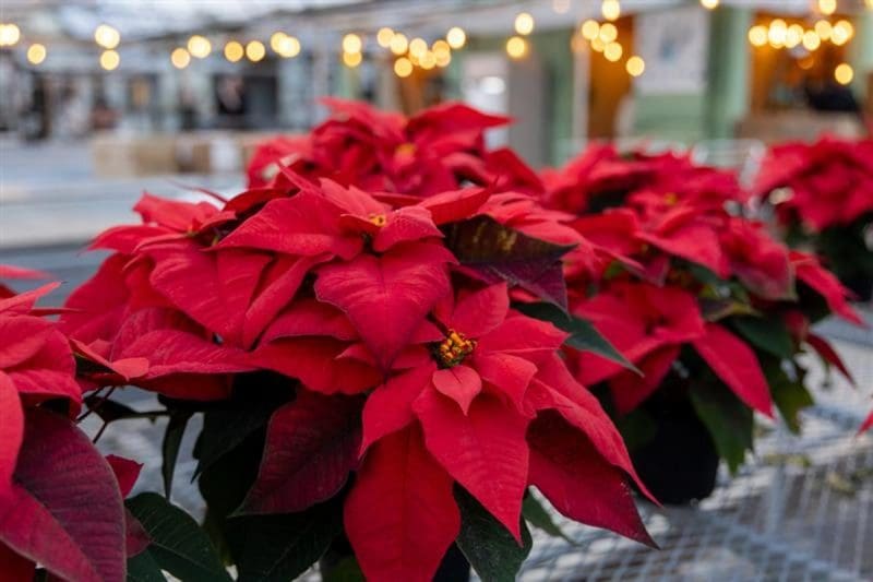 Keeping poinsettias vibrant starts with bright light, cool temperatures and careful watering only when the top inch of soil is dry. (WVU Extension Photo)