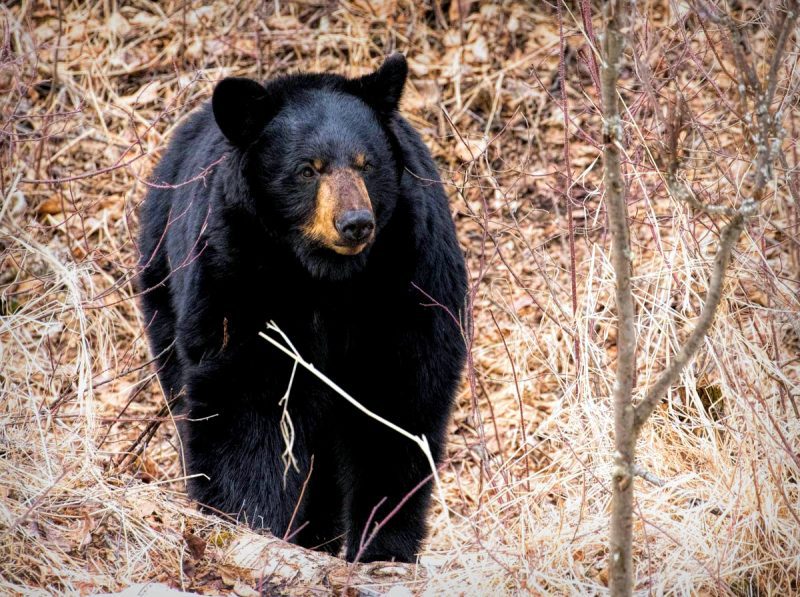 Black bears: The 2025 black bear harvest fell just ten bears short of the 2024 total of 2,479.