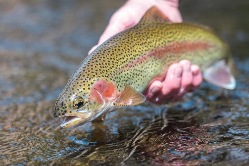 A rite of winter in West Virginia, trout stockings have resumed in select lakes and streams. (Photo courtesy W.Va. Dept. of Commerce)